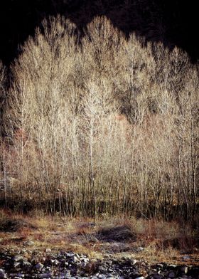 Birches in Winter - ©Silvia Ganora - Do not copy or use ... 