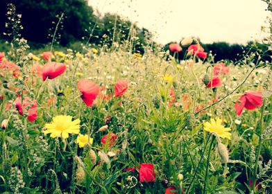 Field of Flowers in Pilling, Lancashire