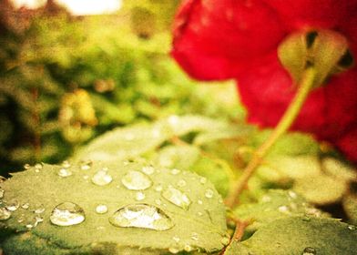 The rain gives a rose a string of pearls...
