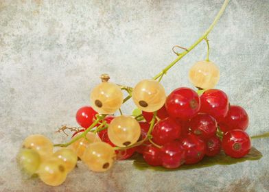 red and white currants photo with texture