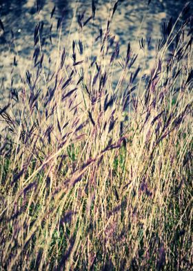 Tall grass - ©Silvia Ganora - Do not copy or use in any ... 