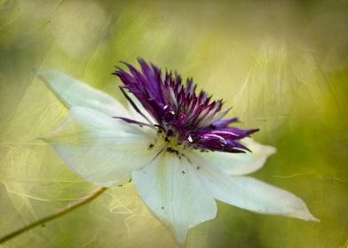 clematis bloom picture with texture