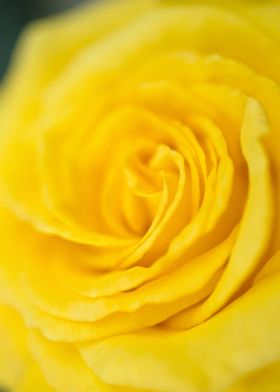 Yellow Rose of Texas