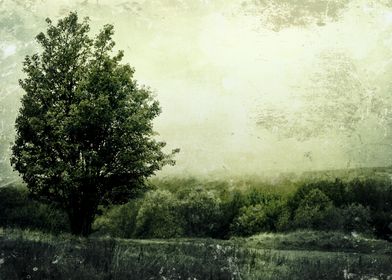 A lone tree in a textured green landscape
