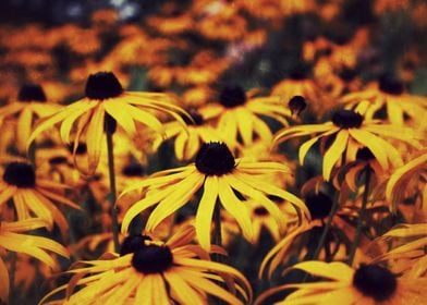 Rudbeckia fulgida