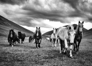 Horses in the Little Tibet, in Italy.