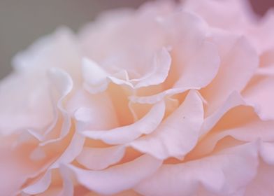 delicate ruffles rose pastel