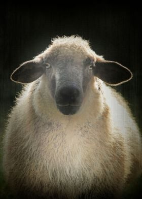 PORTRAIT OF A SHEEP