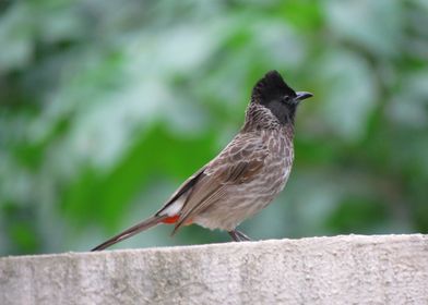 Red-vented Bulbul, was a common visitor to our window,