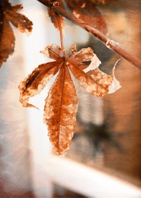 autumn leaf copper colored