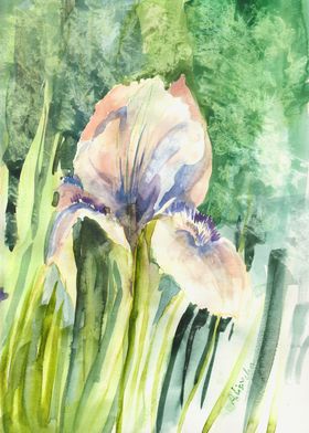 watercolor irise. Flowers in the garden are neverending ... 