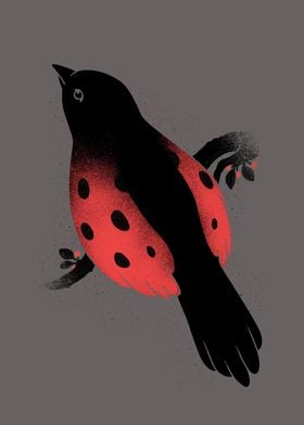 Ladybird - a common European species, often found acros ... 