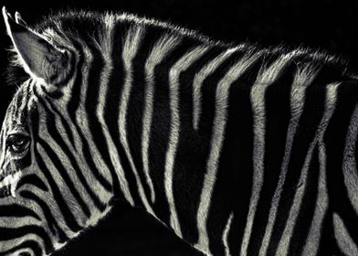 One of the African Zebras at Melbourne Zoo