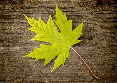 Green maple leaf against wooden board