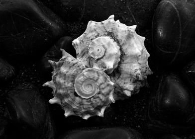Shell No.3, a black and white fine art print of a shell ... 