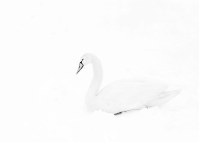 This swan was sitting quietly on a snow covered frozen  ... 