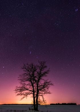 Orion the hunter rising above tree