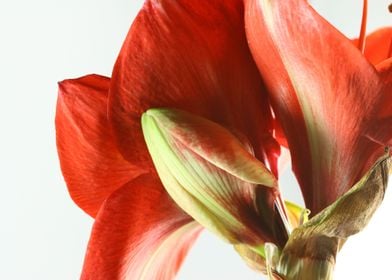 red amaryllis bloom