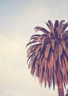"Escape" Palm tree in Los Angeles, California