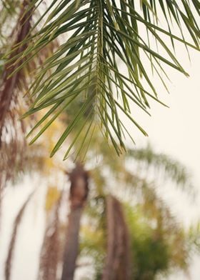 "Heat" Palm trees in Summer.  Laguna Niguel, California ... 