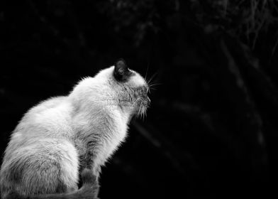 A profile of a cat siting over a wall.