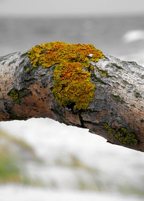 Title: "flotsam and jetsam no.3". Conceptual Photograph ... 