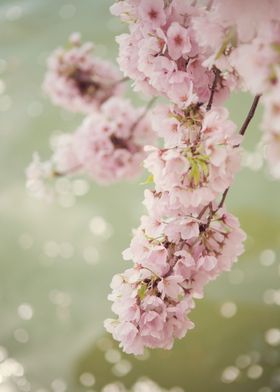 "Rhapsody" - Pink Cherry Blossoms
