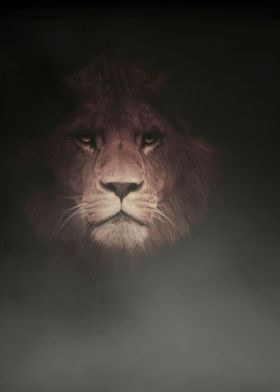 THE WARRIOR - LION IN THE DARK