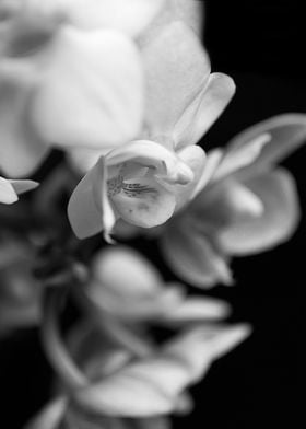 A flower still beautiful even without color