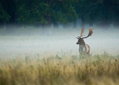 a fallow deer in the wild on a cold misty morning