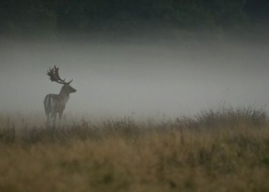 A fallow deer on a cold foggy morning