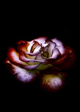 colored photography of a simple Rose in my garden