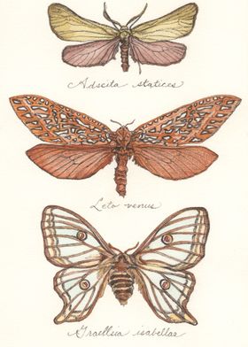 Marvina's Moths