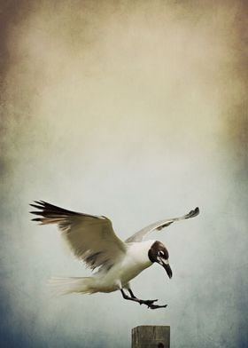 A Seagull's Landing