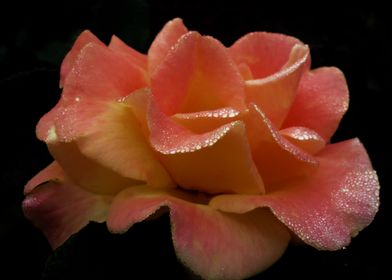 Rose Of Dew