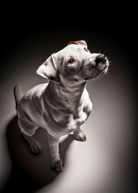 Portrait of a dog.