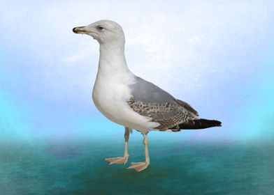 The Seagull CB