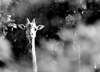 Portrait of Giraffe