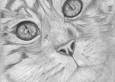 Starry eyed Cat