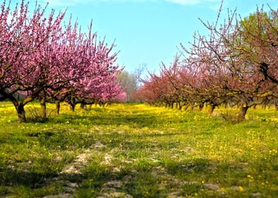 Beautiful peach trees from Hungary.