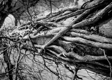 An Infrared Black and White photo of a dying tree being ... 