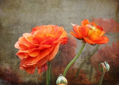 Orange Rose from Bud to Bloom