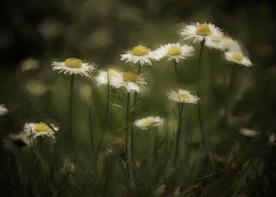 Daisy in the Meadow