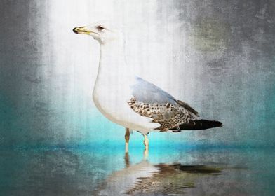Seagull CB