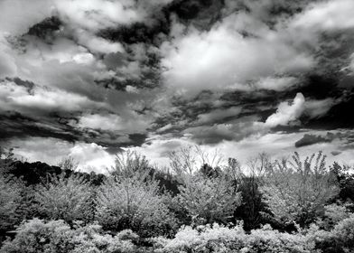 Taken with an Infrared converted camera. Though taken i ... 