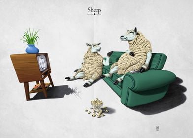 Sheep