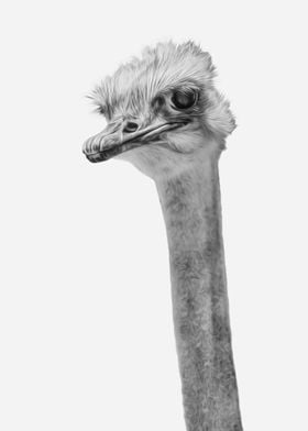 Whats up?  (the ever inquisitive Ostrich)