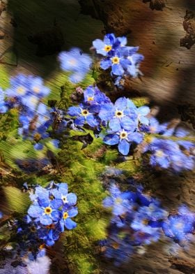 Forget me not, flowers of  eternal faithfulness.