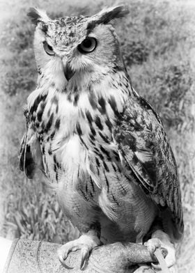 A Turkmanian Eagle Owl