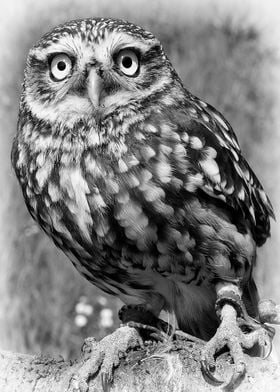 Little Owl. Suffolk UK